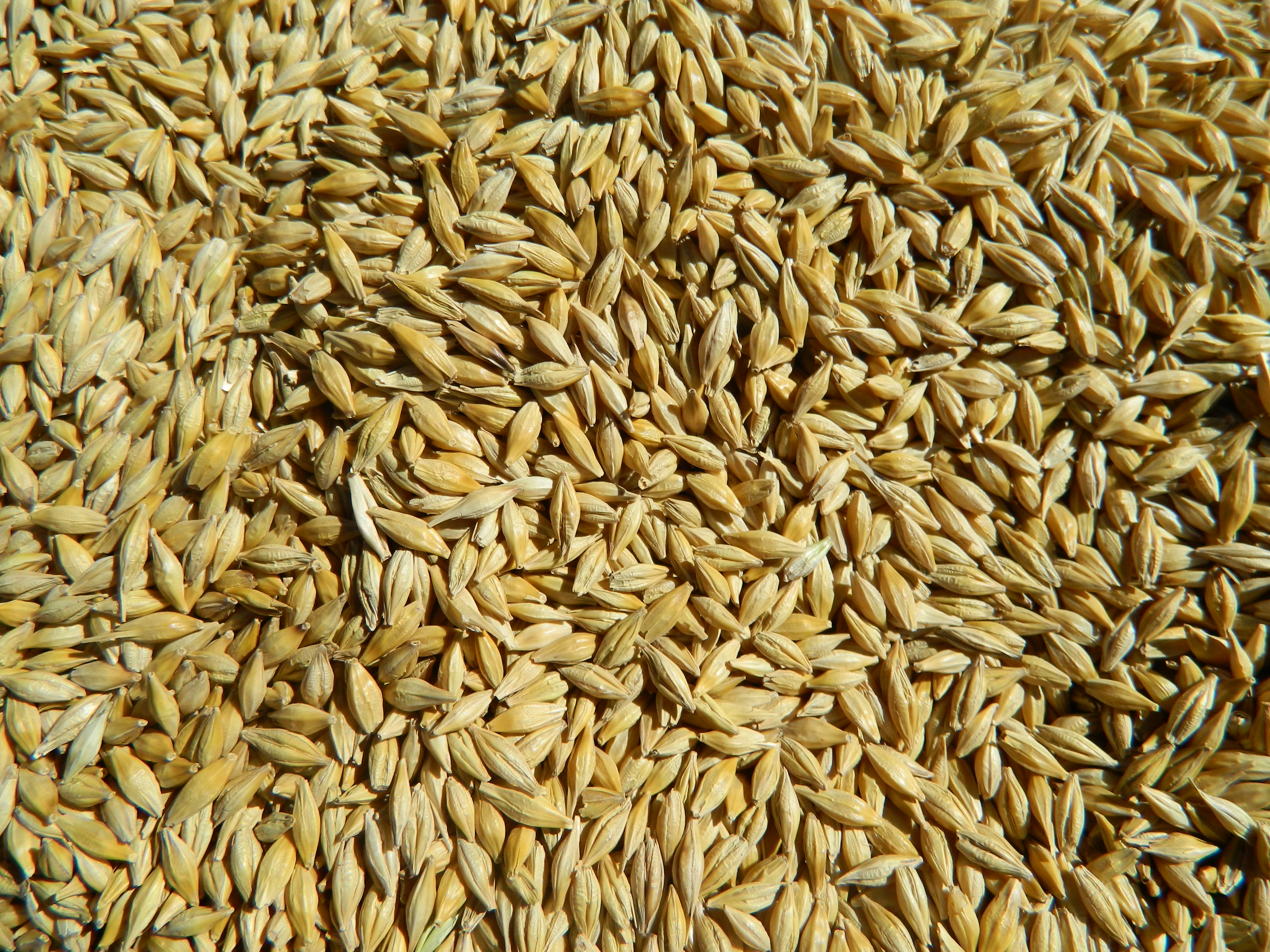 Barley